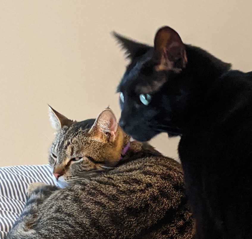 my cats